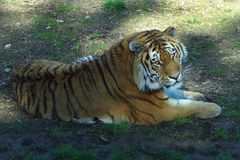 Sibierischer Tiger (Zoo Neuwied)