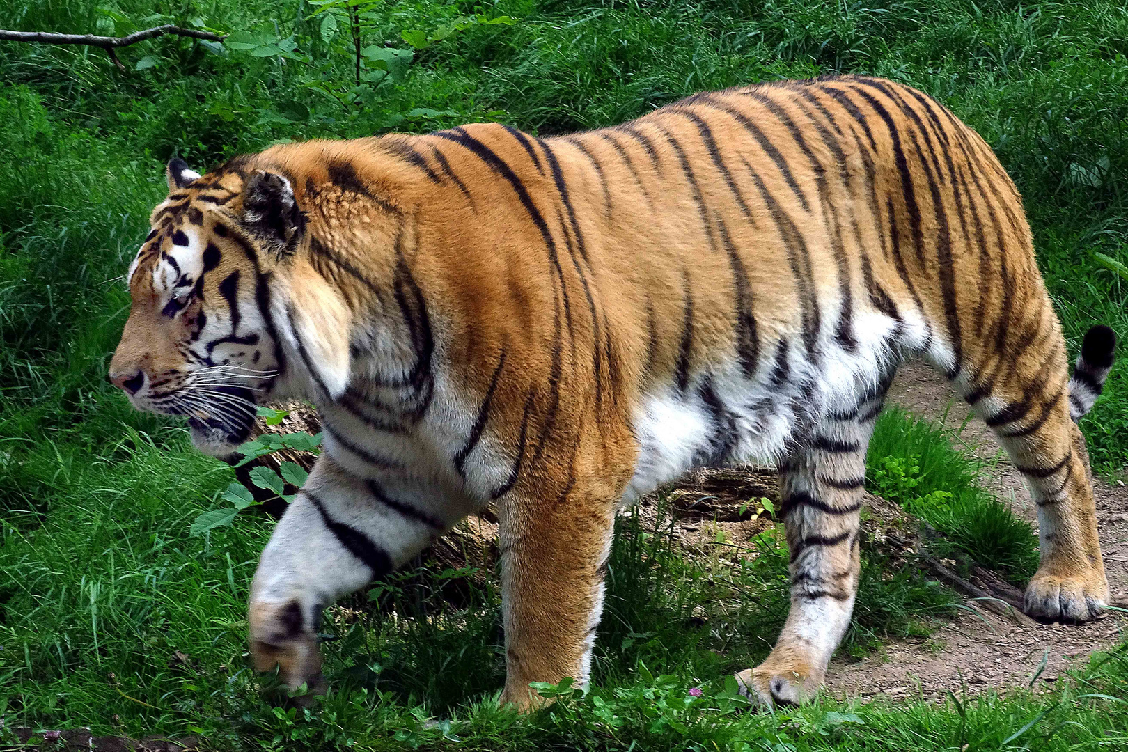 Sibierischer Tiger (ZOO NEUWIED)