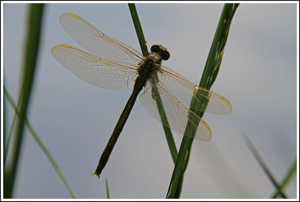 Sibille, die kleine Libelle