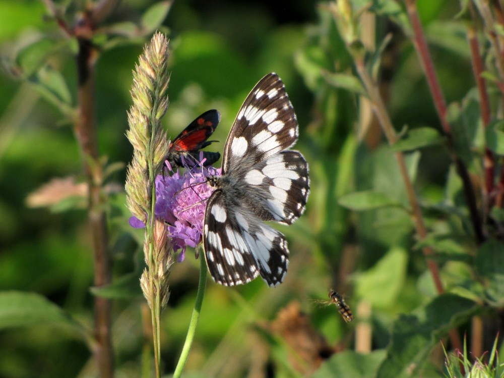 sibillini 2009 2