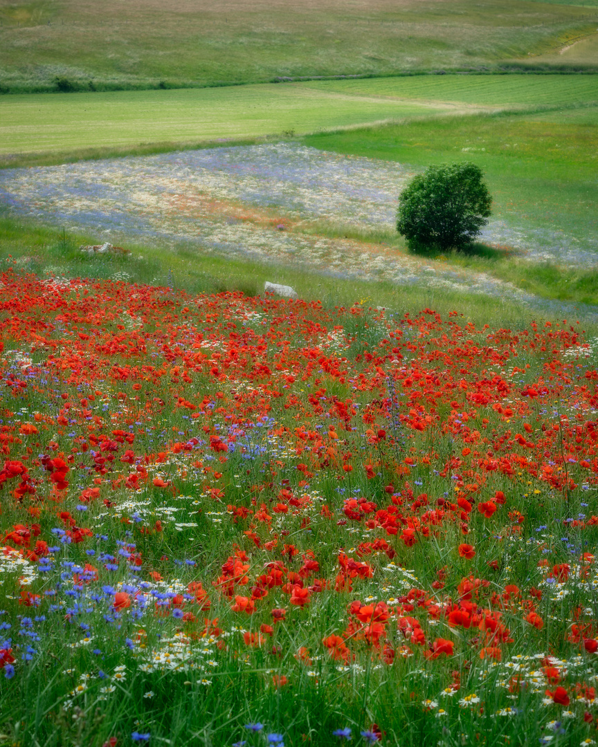 Sibillini - fioritura a Castelluccio di Norcia