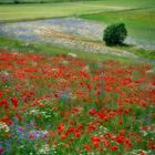 Sibillini - fioritura a Castelluccio di Norcia