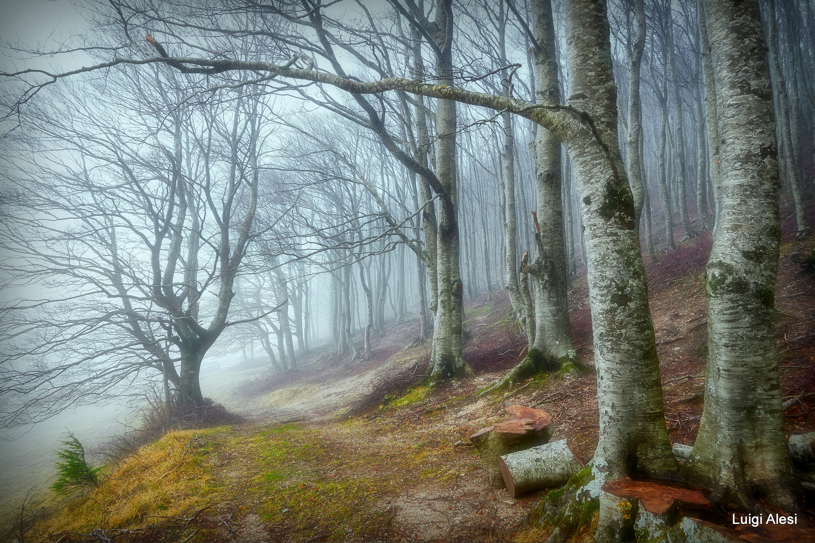 Sibillini - nebbia nel bosco di faggi