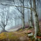 Sibillini - nebbia nel bosco di faggi