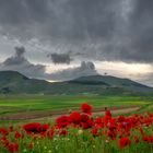 Sibillini - Pian Grande a Castelluccio di Norcia