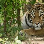 sibir. Tiger