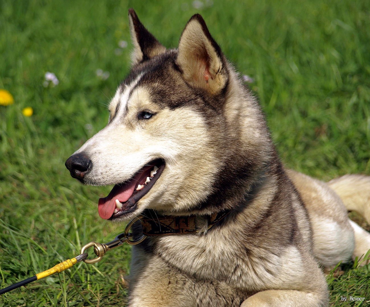 Sibirian Husky