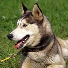 Sibirian Husky