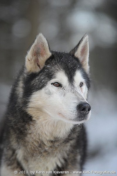 Sibirian Husky ....