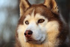 Sibirian Husky