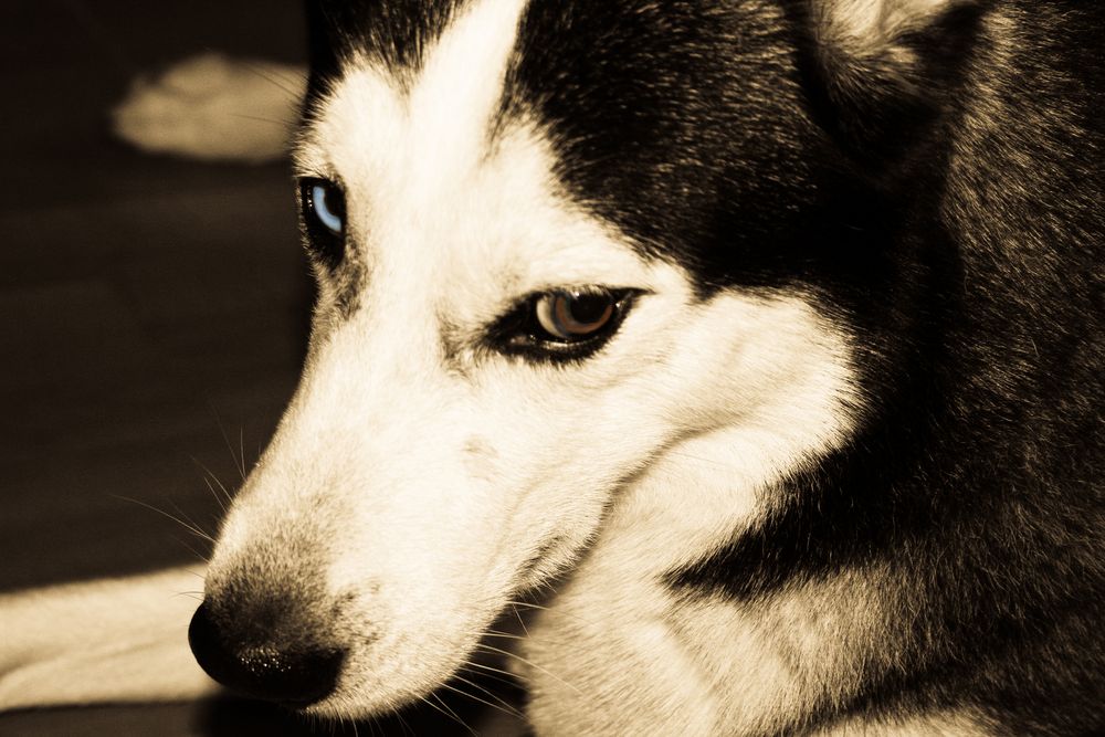 Sibirian Husky - Eyes