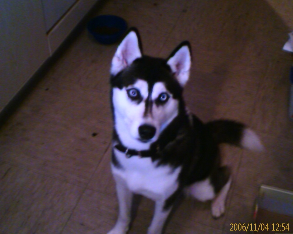 Sibirian Husky Hündin, Lysha