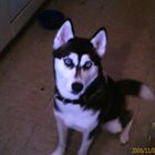 Sibirian Husky Hündin, Lysha