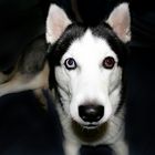 Sibirian Husky - Look