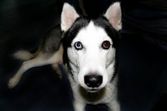 Sibirian Husky - Look