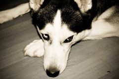 Sibirian Husky - sad or thoughtful ?