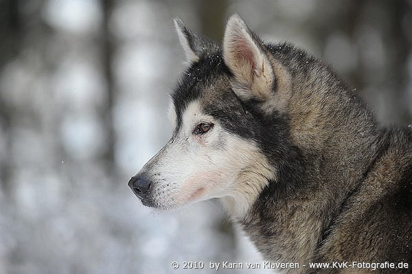 Sibirian Husky Veteran