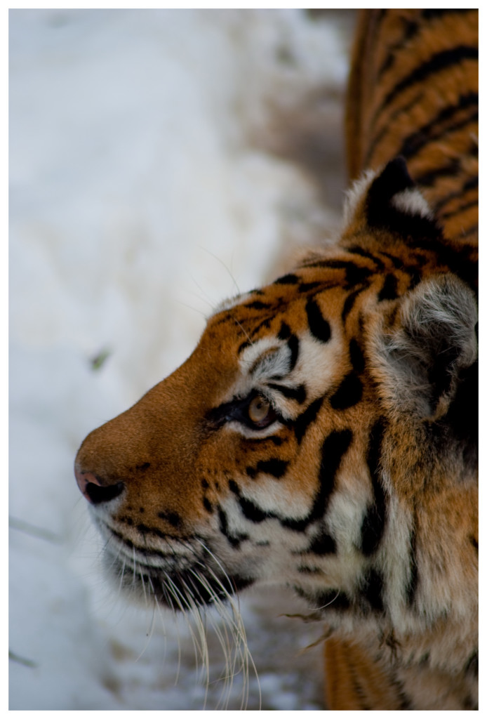 Sibirian Tiger