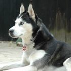 Sibirien Husky