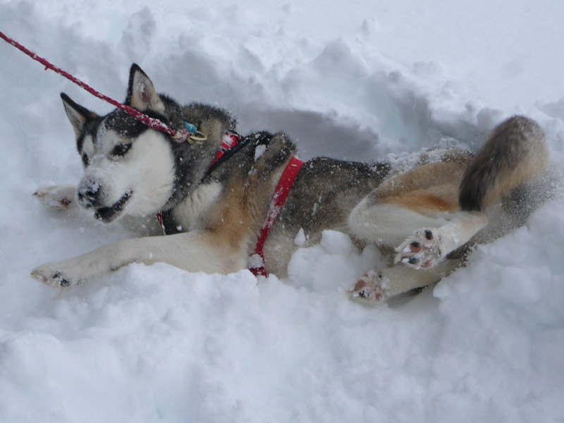 Sibirien- Husky