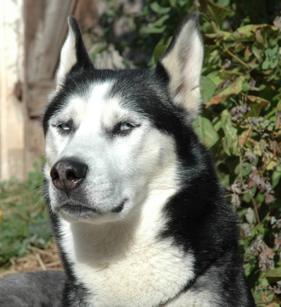 Sibirien Husky, Yukon 6 Jahre