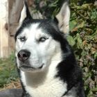 Sibirien Husky, Yukon 6 Jahre