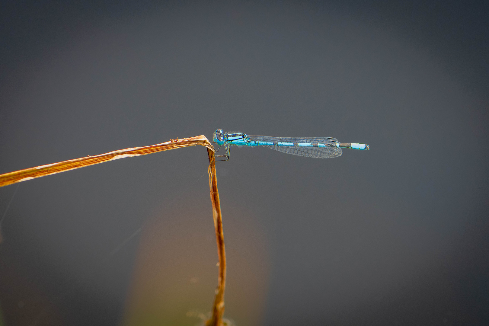 Sibirische Azurjungfer