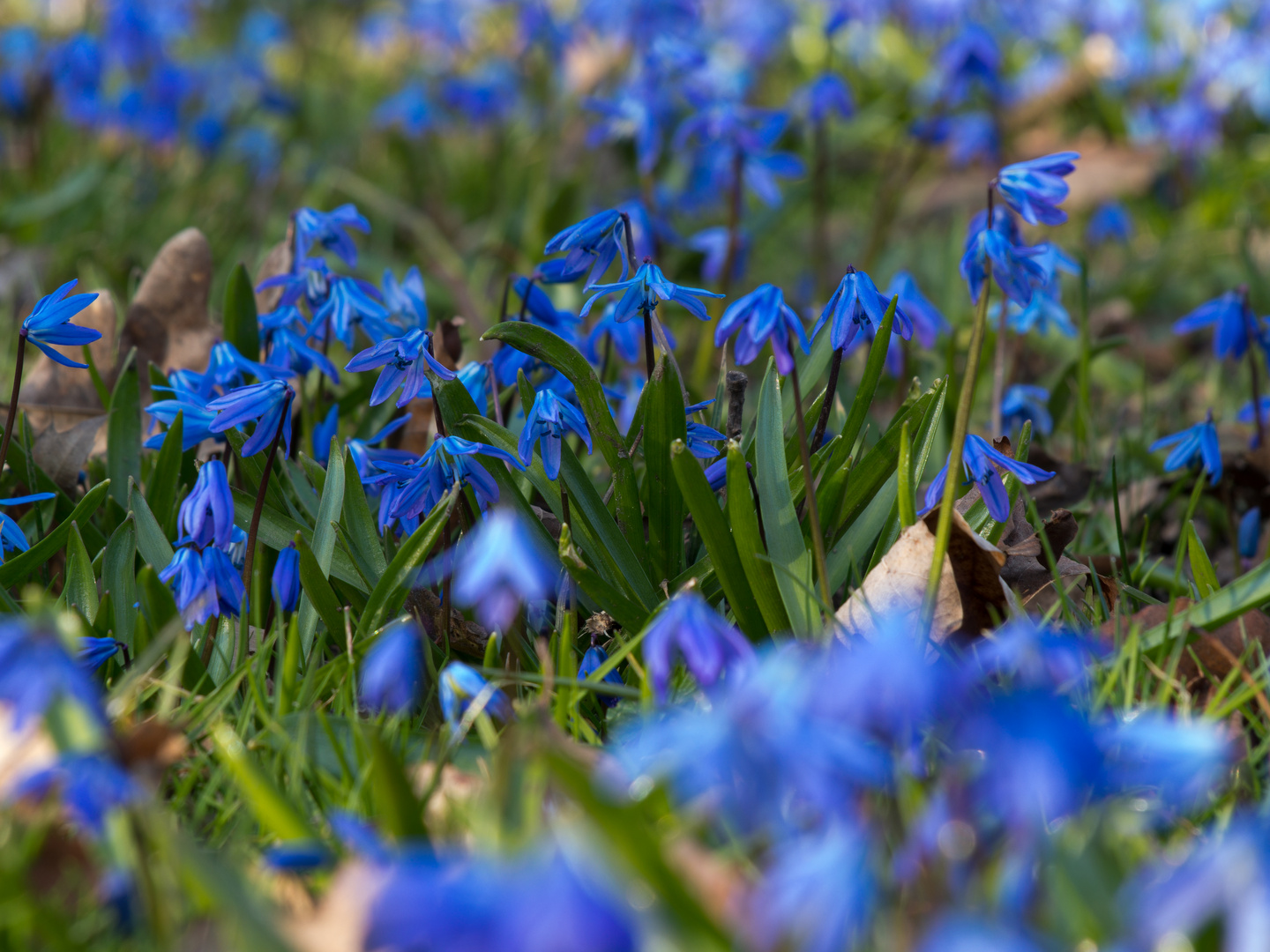 Sibirische Blausterne