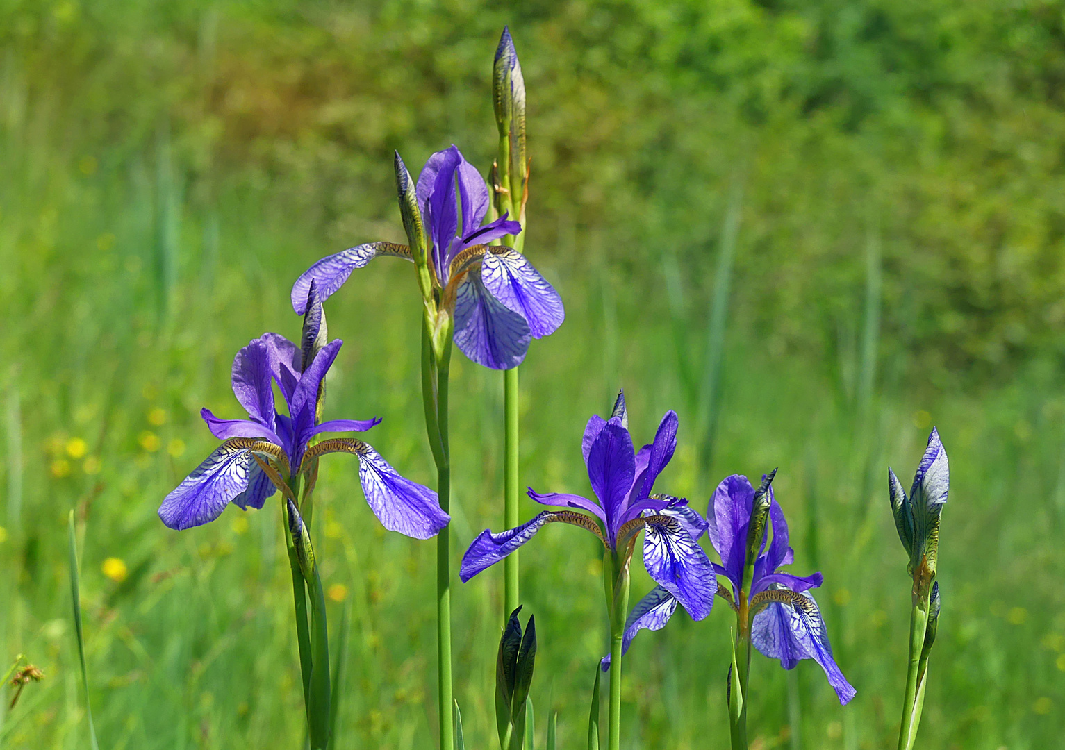 Sibirische Blue Iris