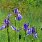 Sibirische Blue Iris