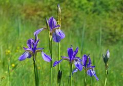 Sibirische Blue Iris