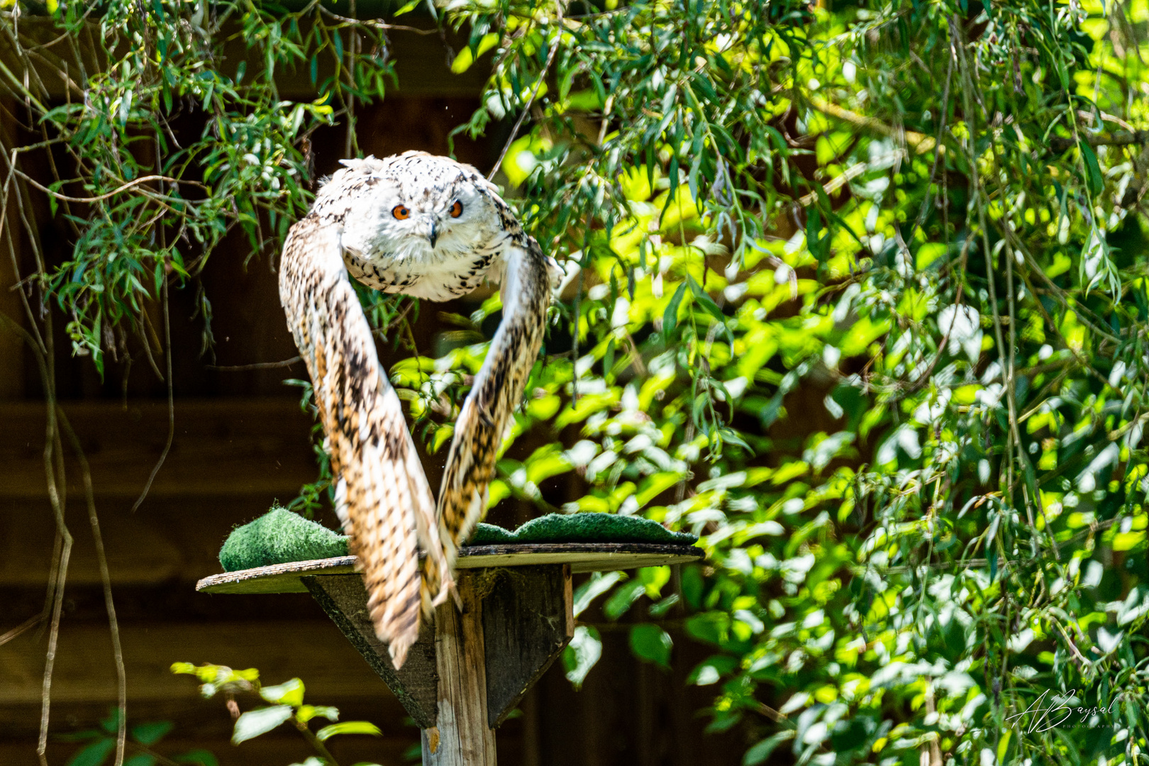 Sibirische Eule bei Poing Wildpark