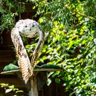 Sibirische Eule bei Poing Wildpark