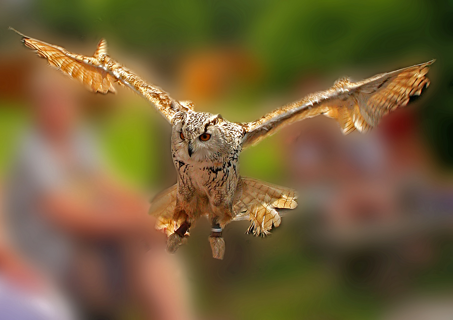 Sibirische Eule im Flug