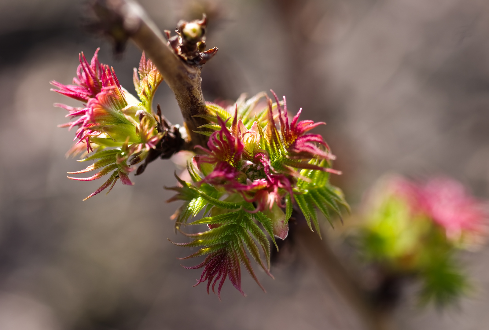 Sibirische Fiederspiere