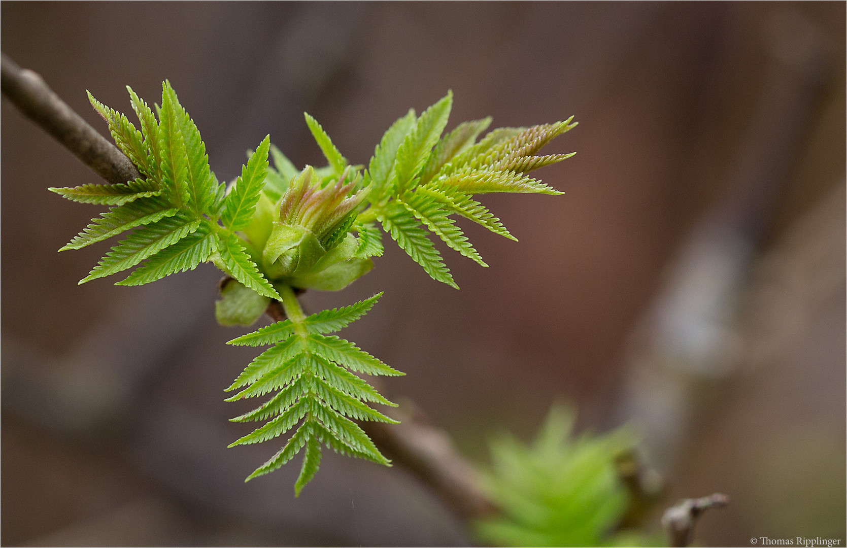 Sibirische Fiederspiere (Sorbaria sorbifolia)