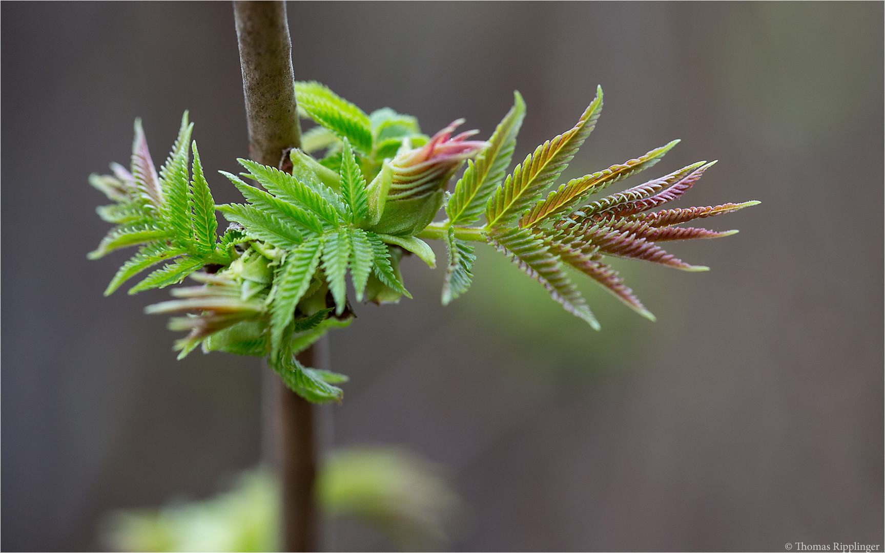 Sibirische Fiederspiere (Sorbaria sorbifolia). Foto & Bild pflanzen
