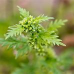 Sibirische Hanfnessel (Urtica cannabina).