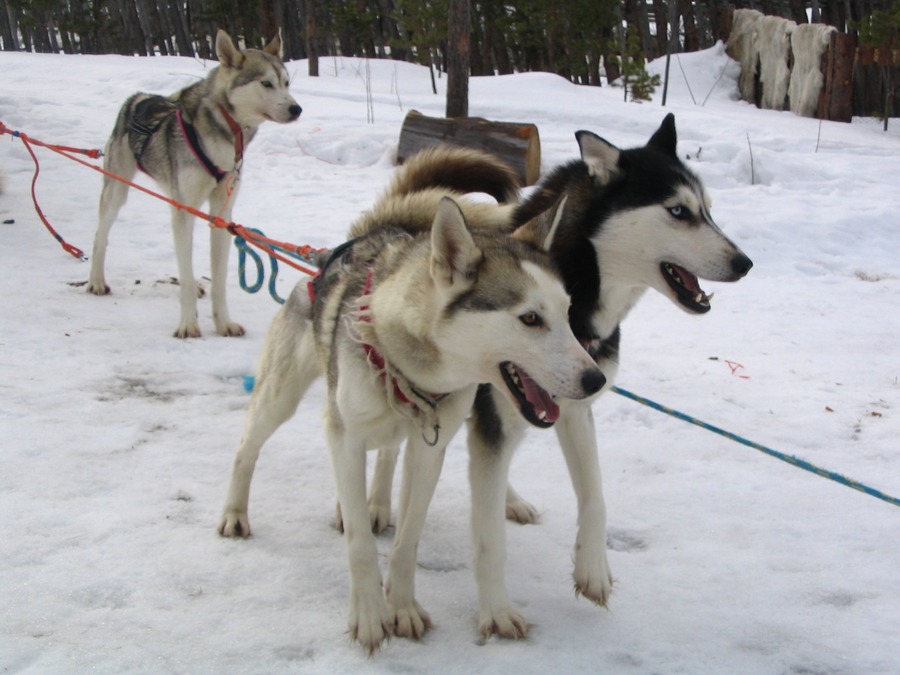 Sibirische Huskies