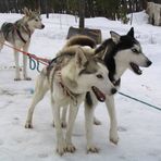 Sibirische Huskies