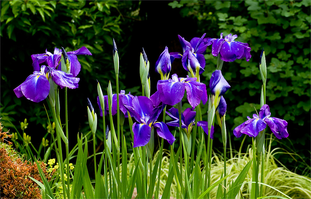 Sibirische Iris