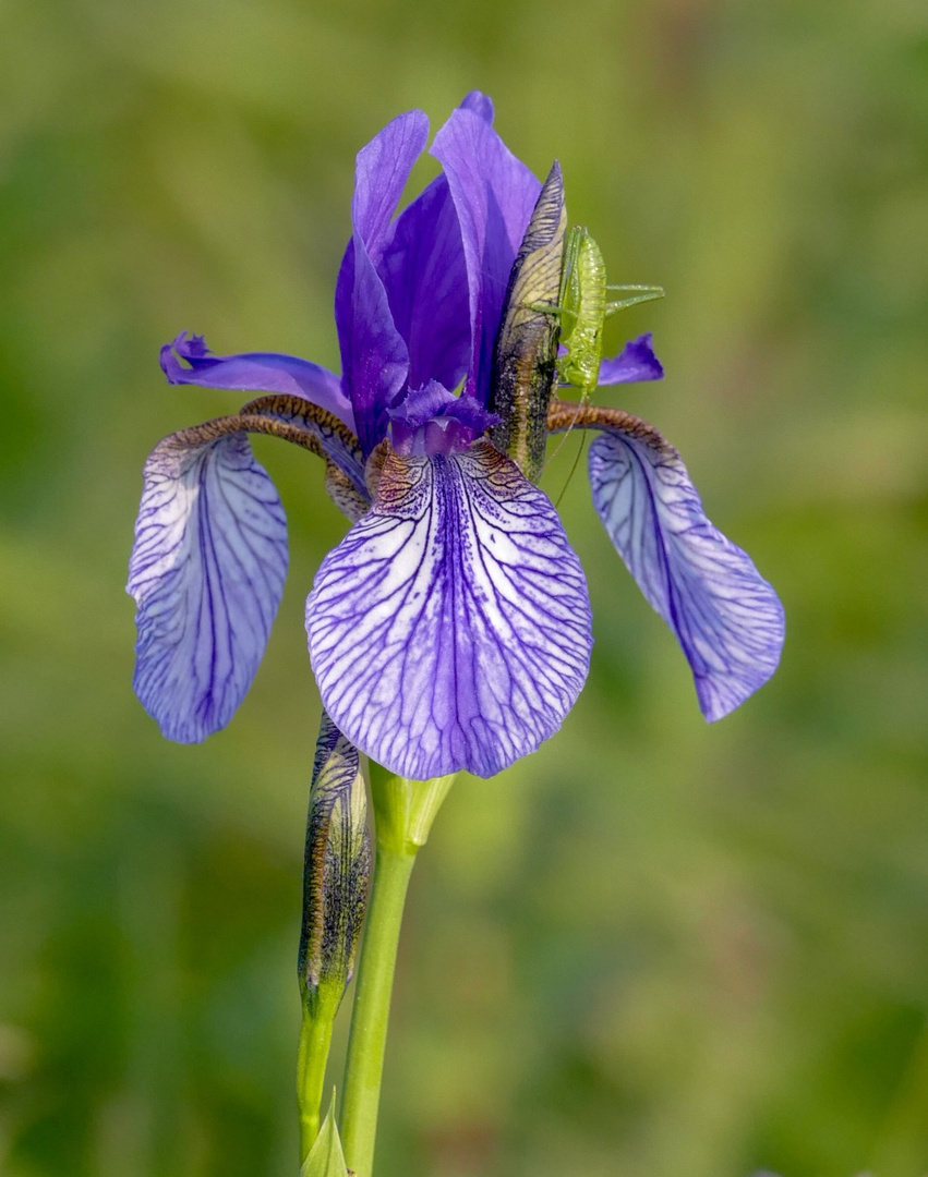 Sibirische Iris