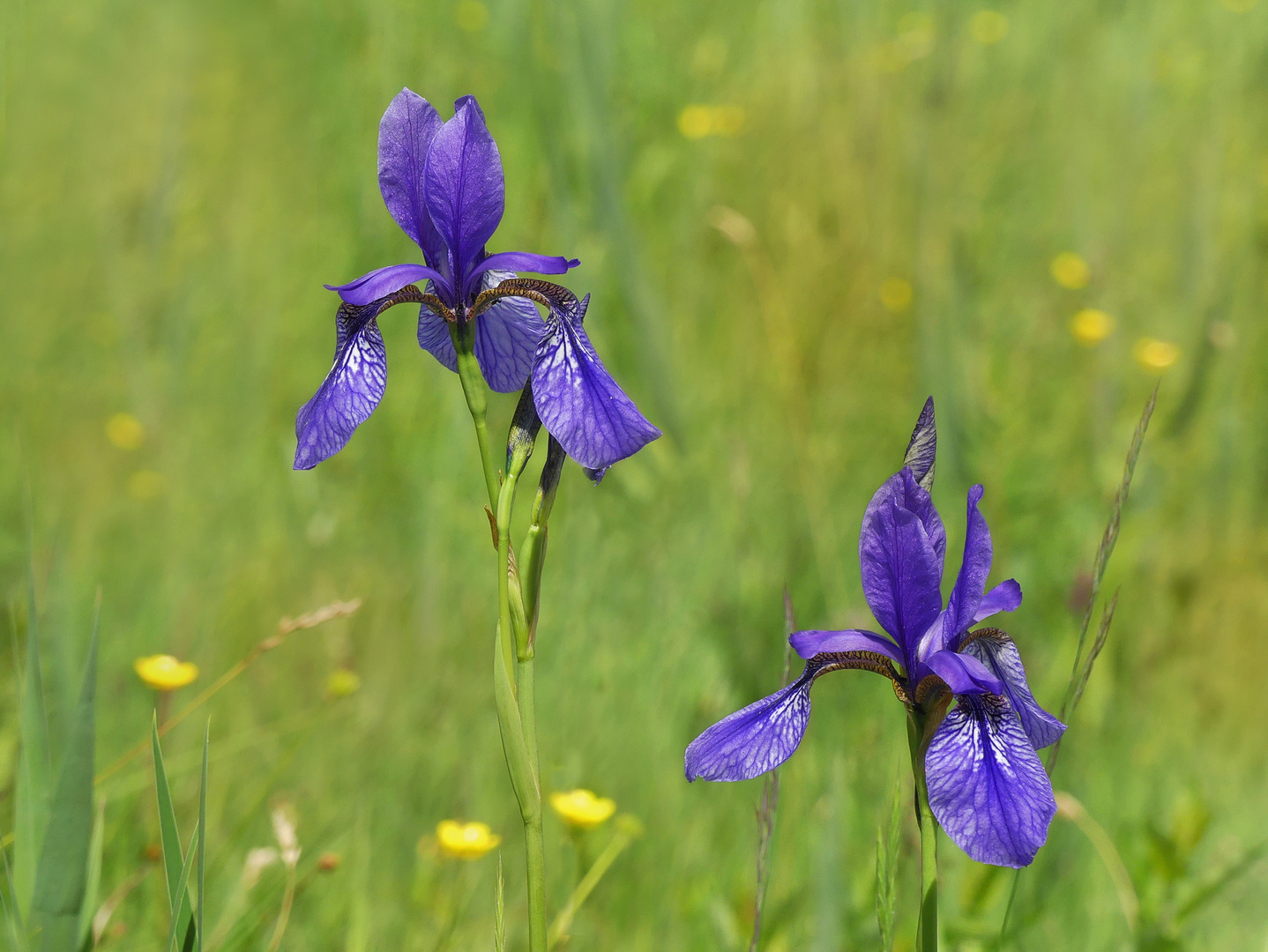 Sibirische Iris