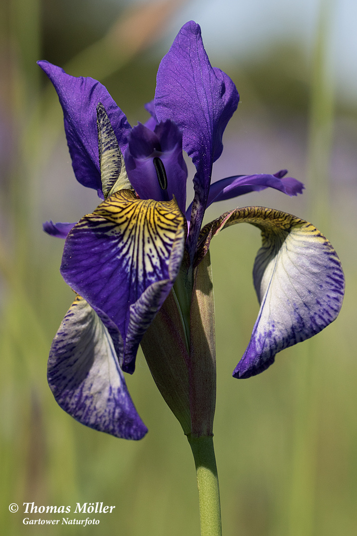 sibirische Iris