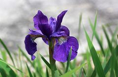 Sibirische Iris