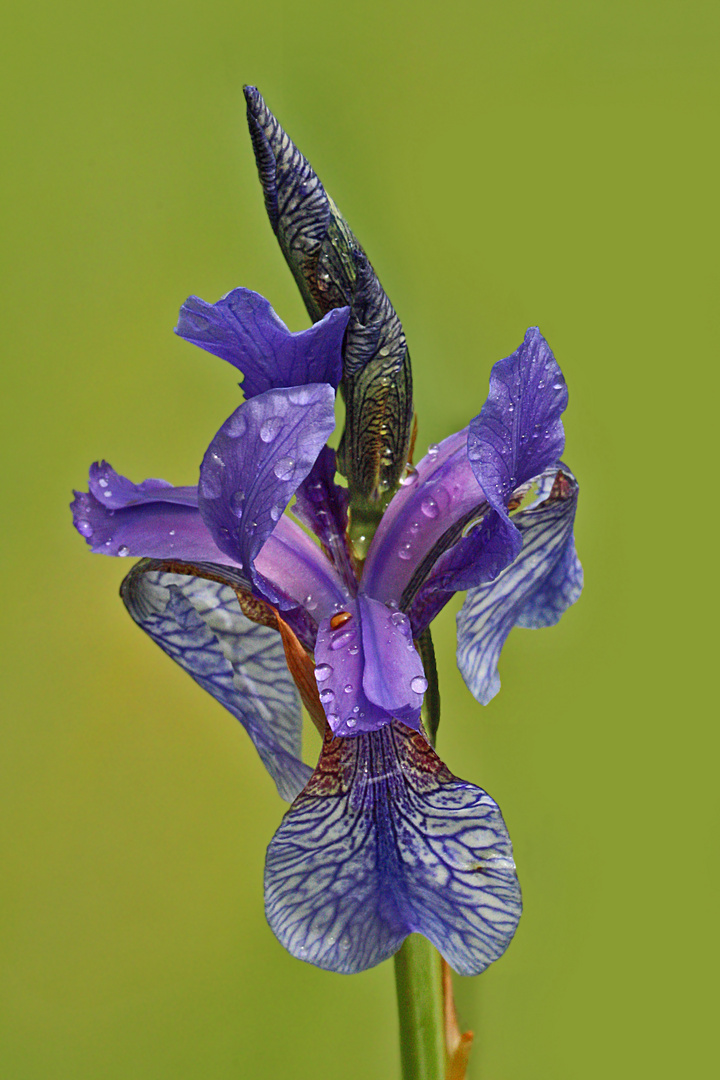 Sibirische Iris