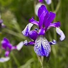 Sibirische Iris (DSC_6569)