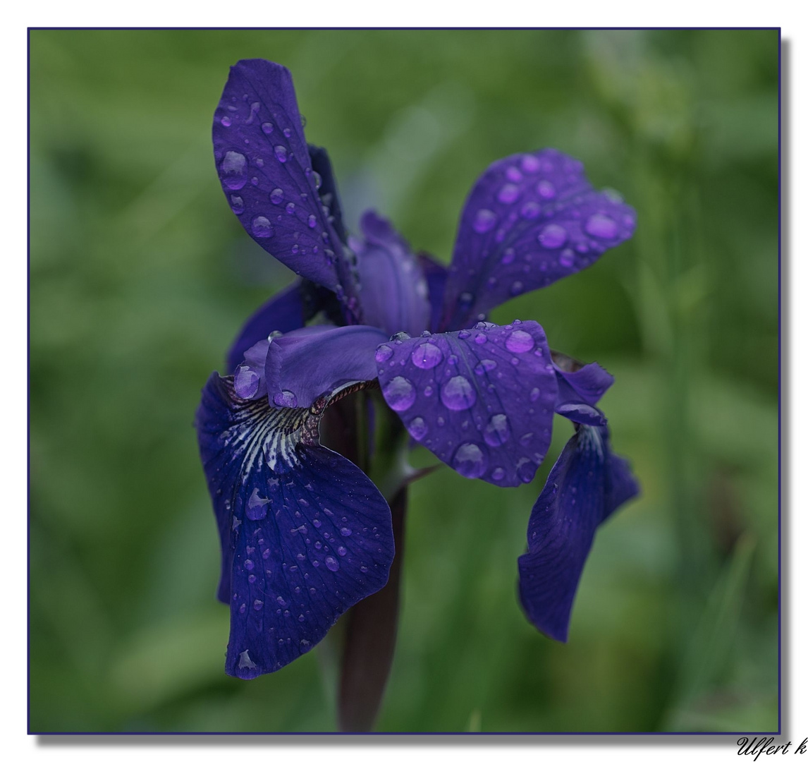 Sibirische Iris nach dem Regen.