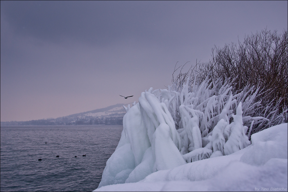 sibirische Kälte am Bodensee