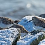 Sibirische Kälte müssen die Alpenstrandläufer (1). . .